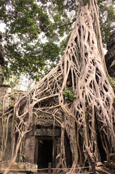 Big-trees-dominating-at-Ta-Prom-temple